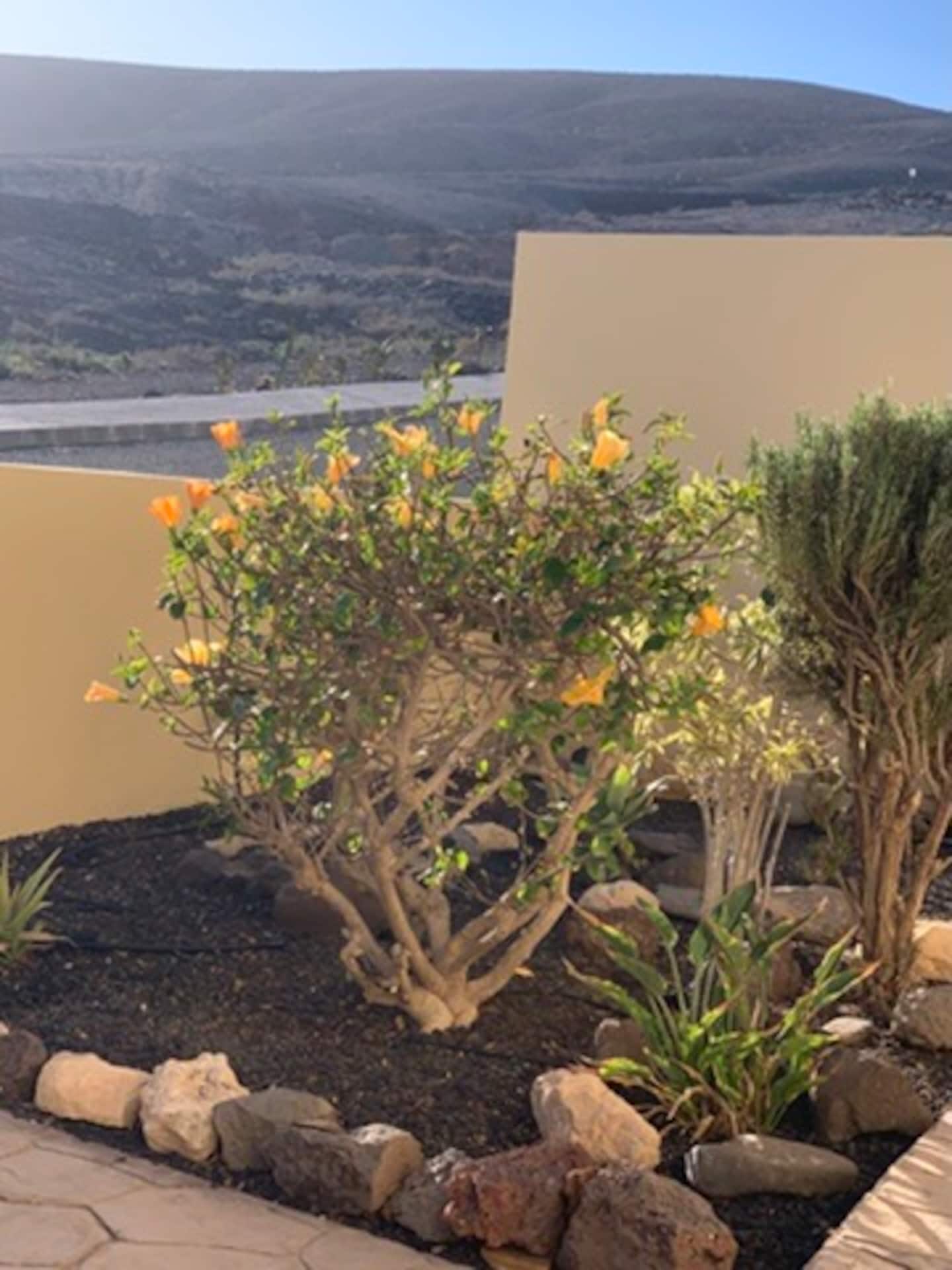 Front garden in flower